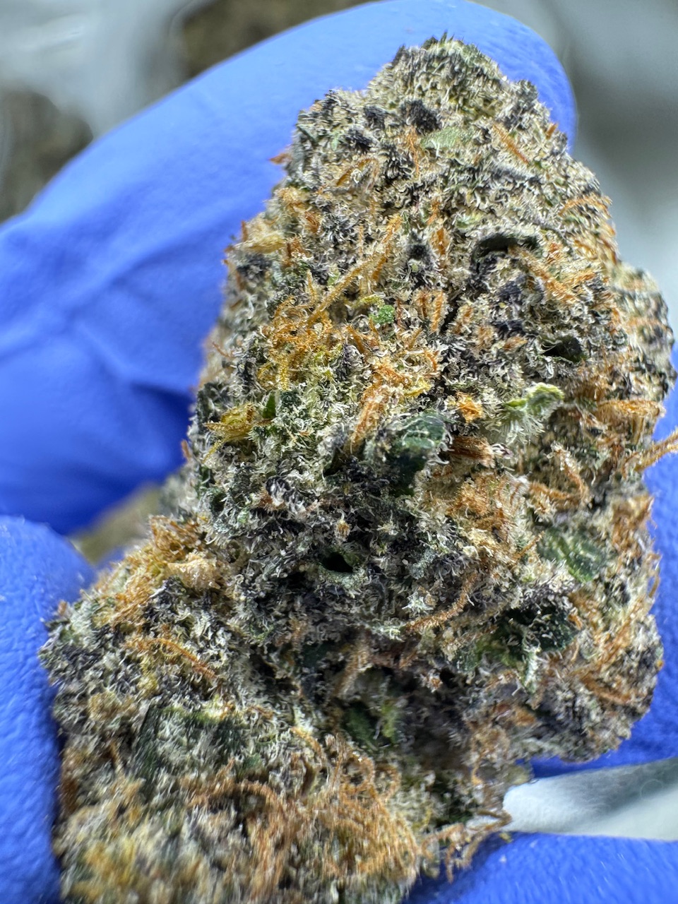 Blue Poison Digital Art ERB HUB