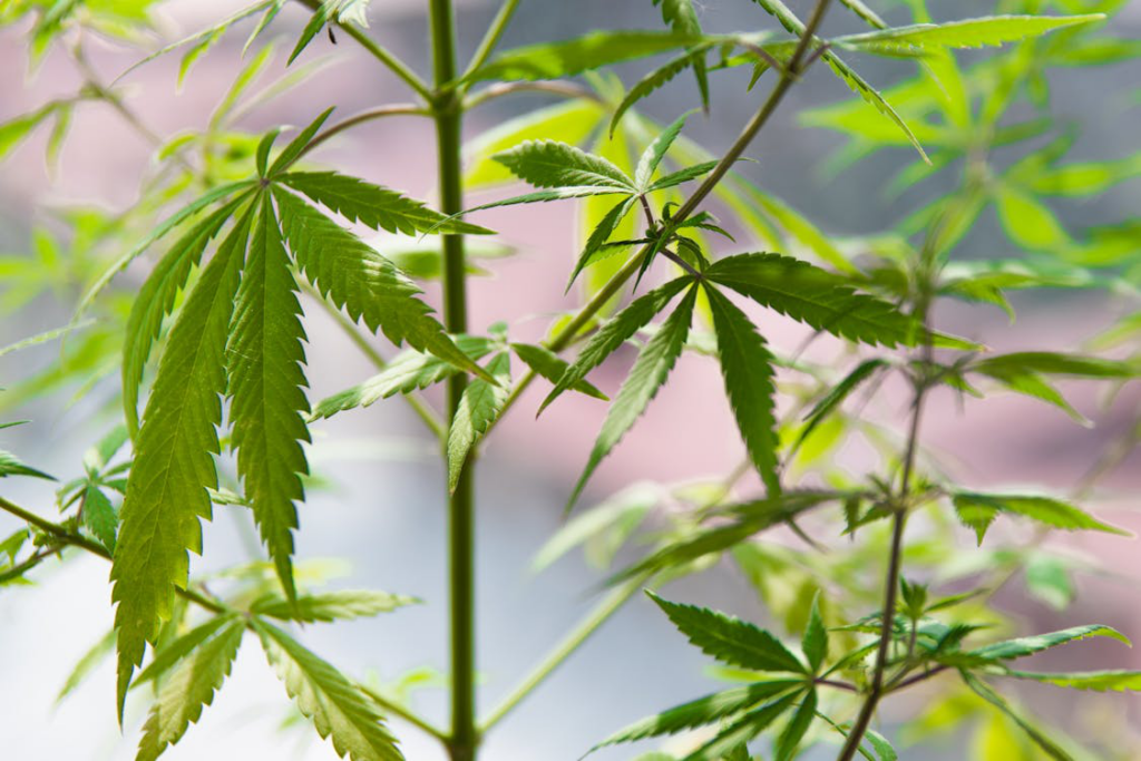 a plant with pretty leaves.