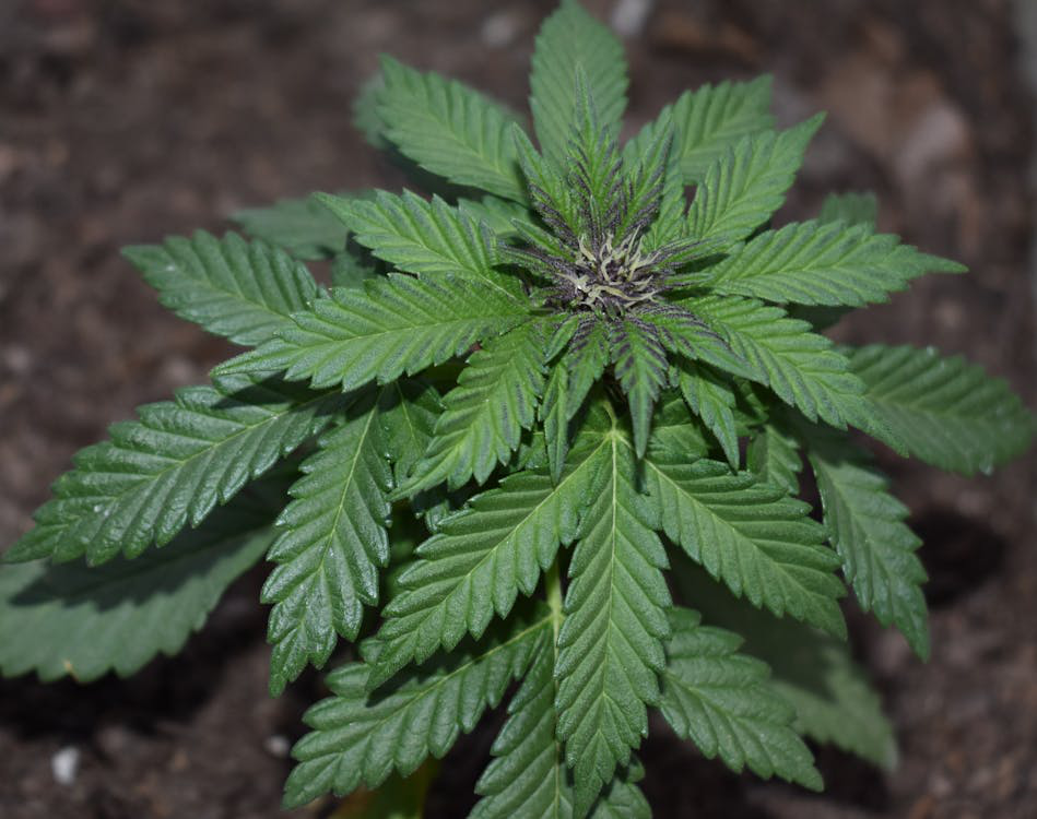 a cannabis plant about to bloom.