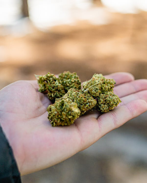 cannabis buds in a person’s palm.