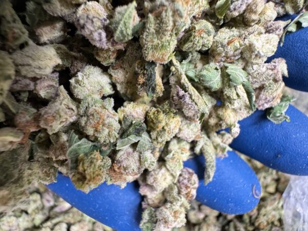 Purple Punch Smalls Digital Art