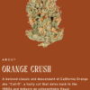Orange Crush 3.5 by Heirbloom CBX Digital Art - Image 4