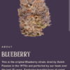 Blueberry 3.5 by Heirbloom CBX Digital Art - Image 2