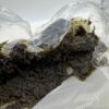 1G Afghan hashish Digital Art - Image 4