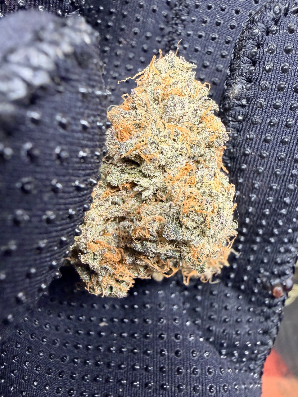 Rainbow Oreoz Digital Art - Image 5