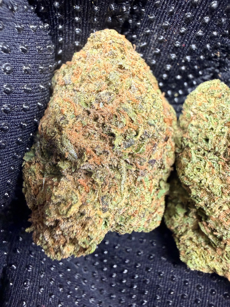 Blue Hawaiian Digital Art - Image 3