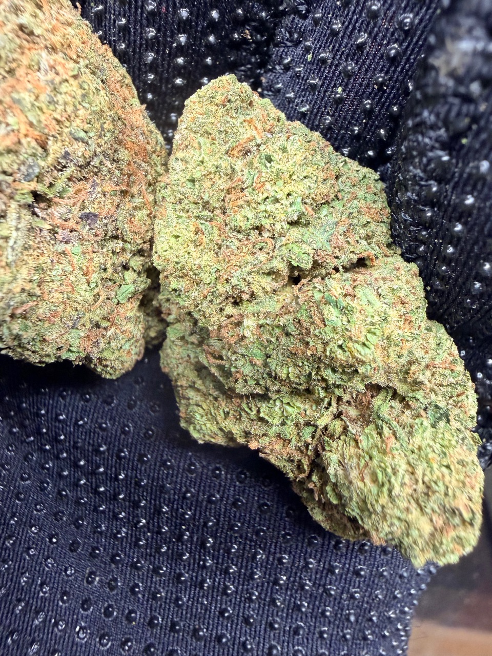 Blue Hawaiian Digital Art - Image 2