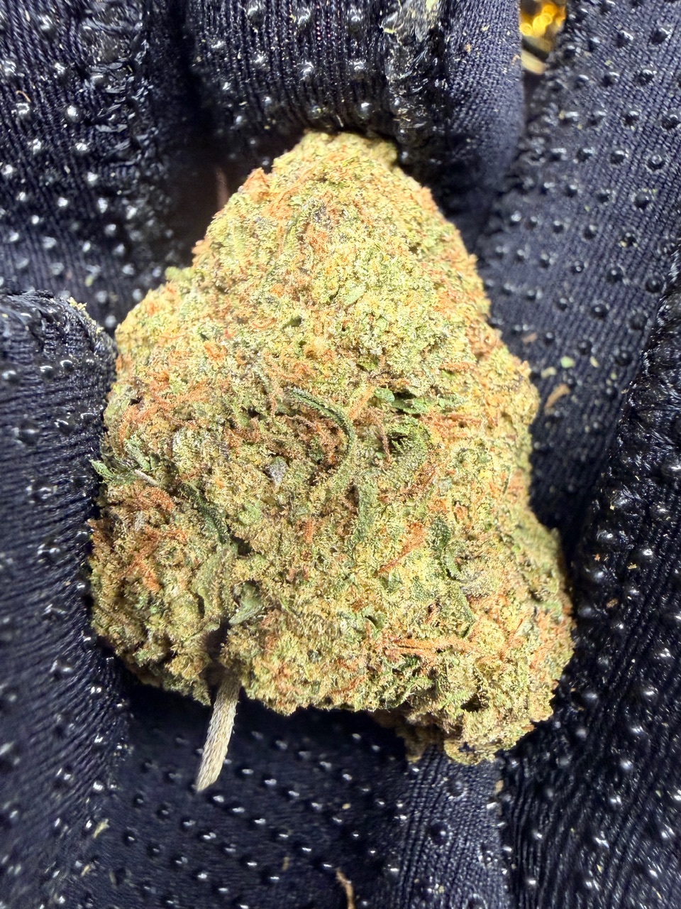 Blue Hawaiian Digital Art