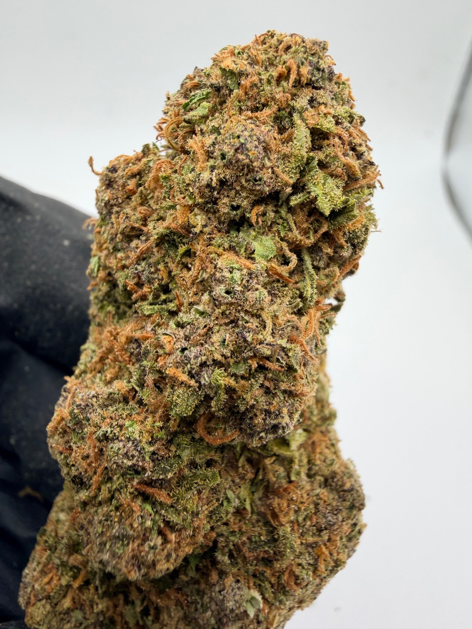 Red Hawaiian Digital Art - Image 2