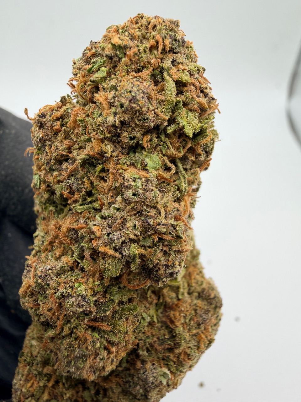 Red Hawaiian Digital Art - Image 5