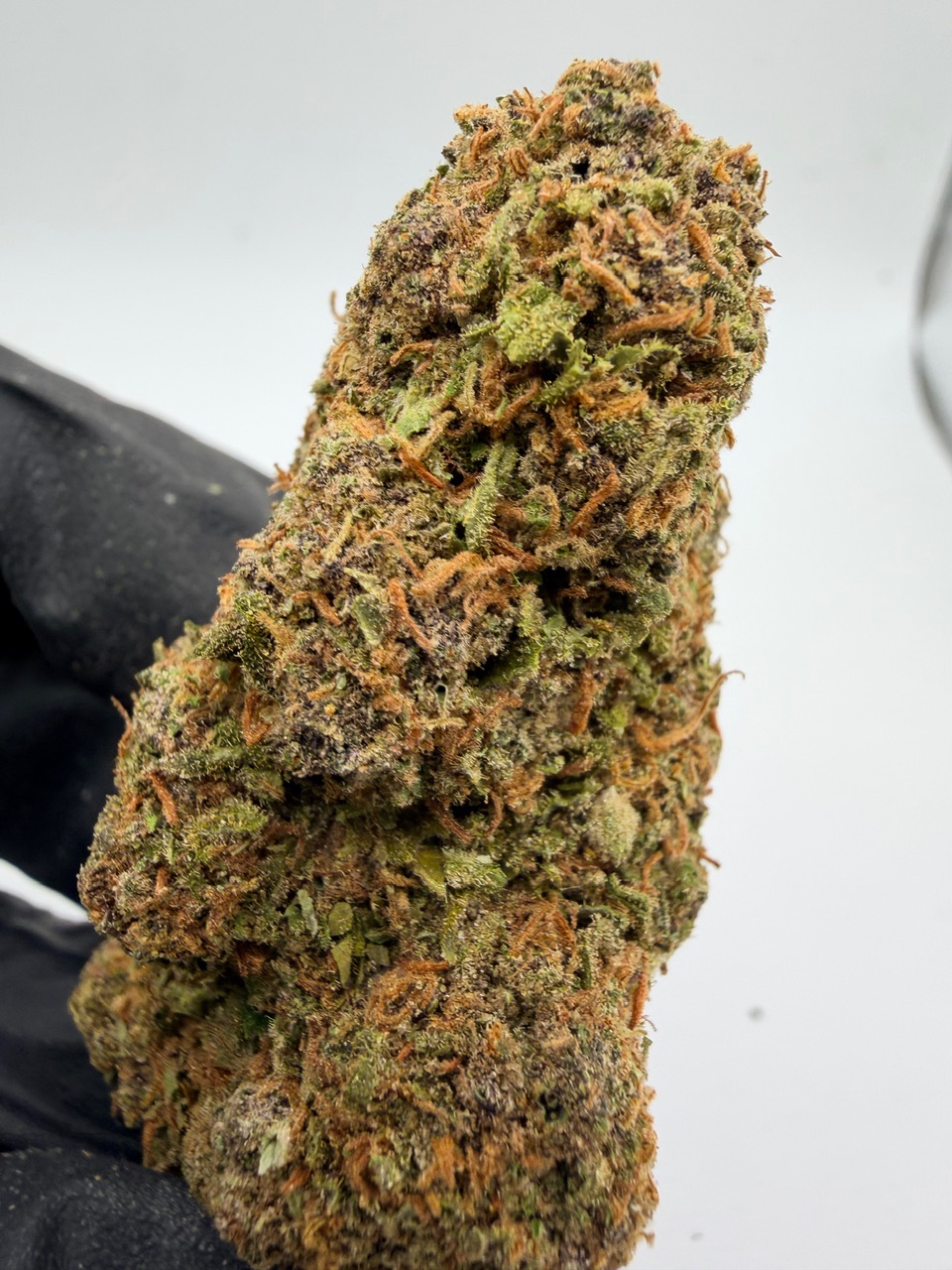 Red Hawaiian Digital Art - Image 4