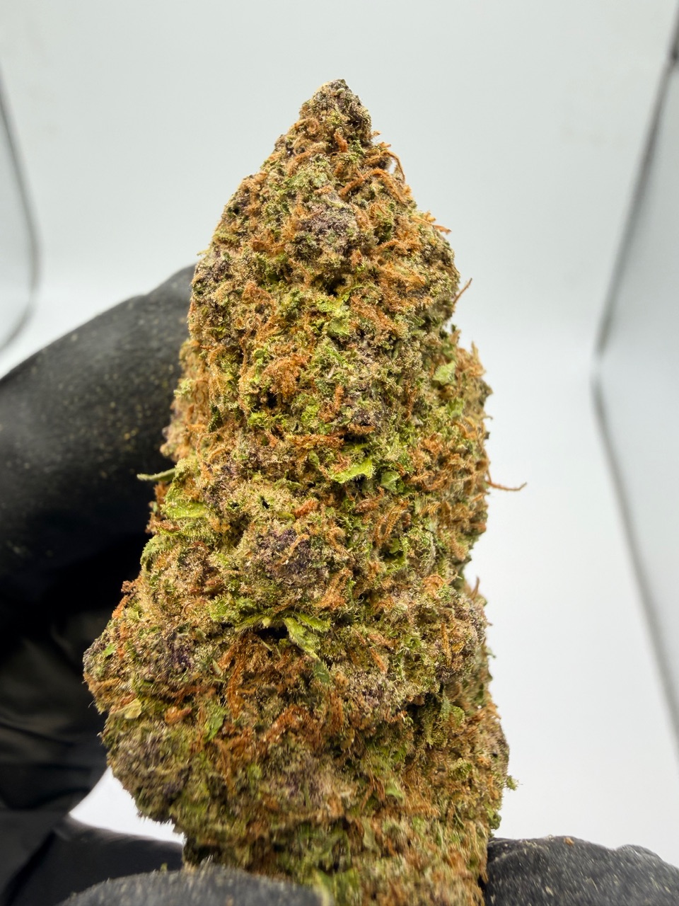 Red Hawaiian Digital Art