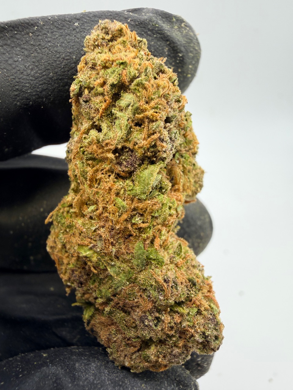 Red Hawaiian Digital Art - Image 8