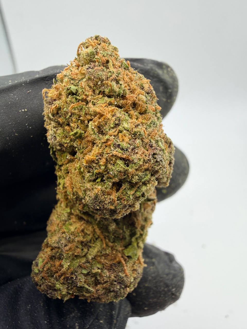 Red Hawaiian Digital Art - Image 7