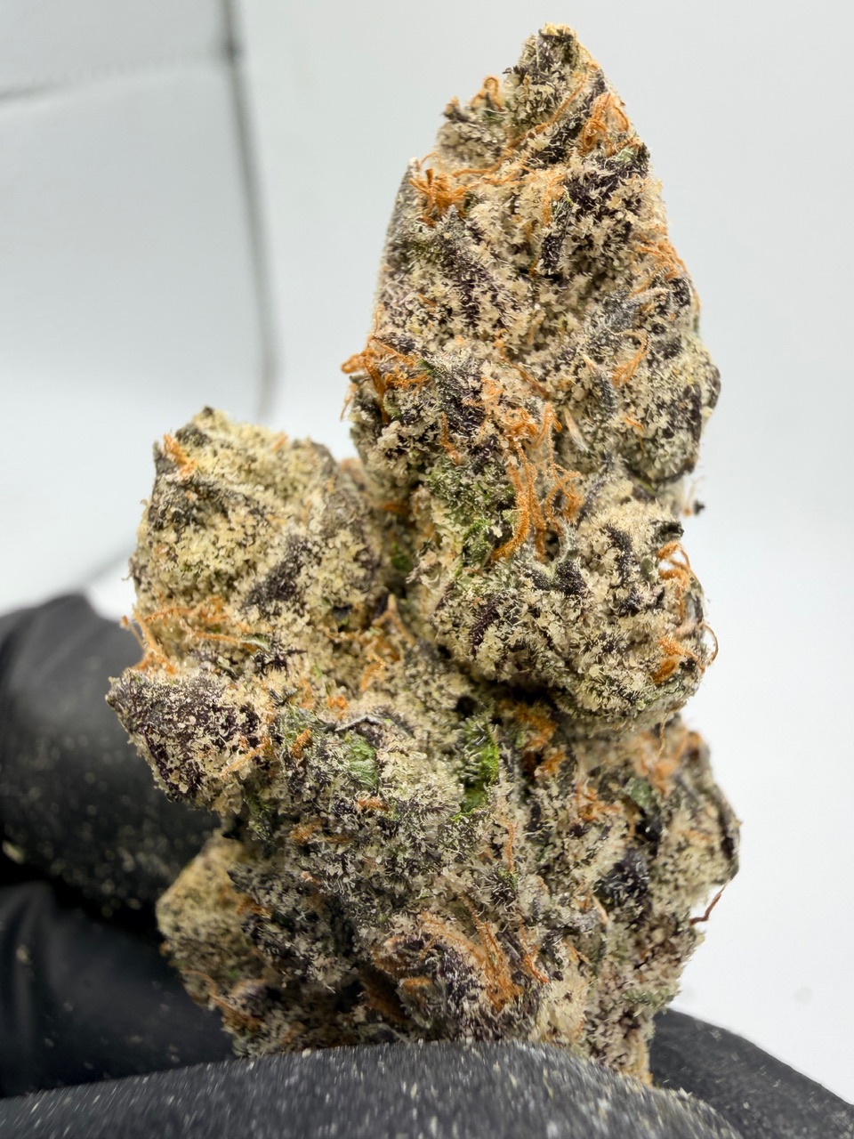 41 Flavors Digital Art