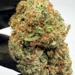 Pandemic piff Digital Art