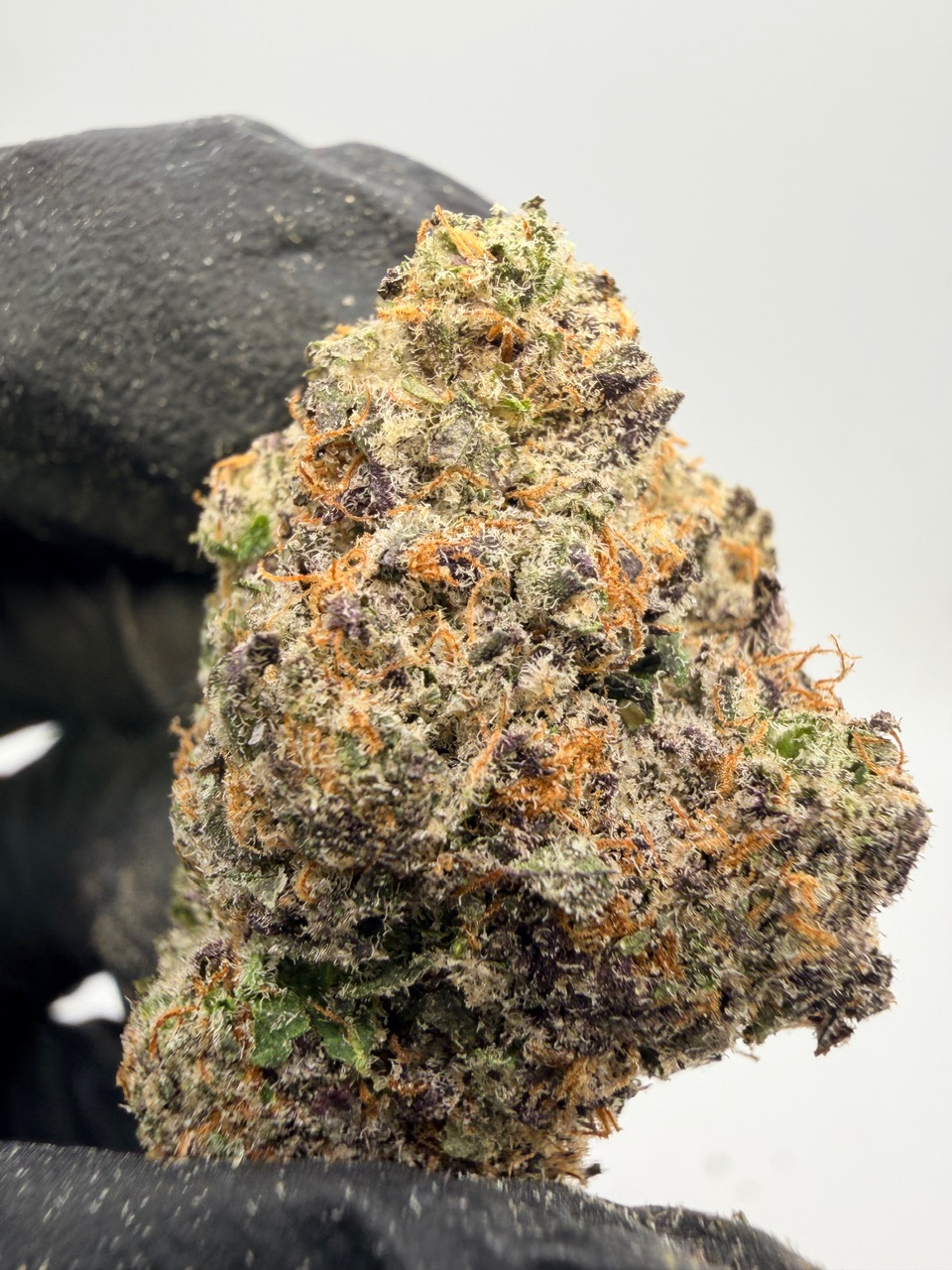 Hog Digital Art - Image 8