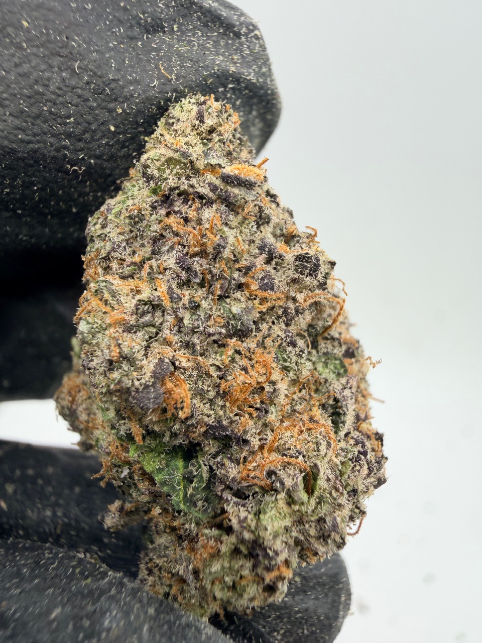 Hog Digital Art - Image 5