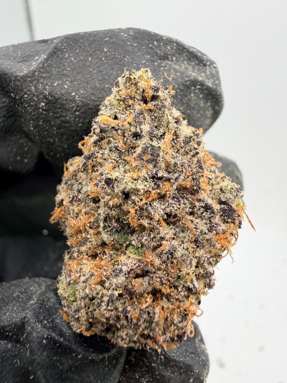 Hog Digital Art - Image 4