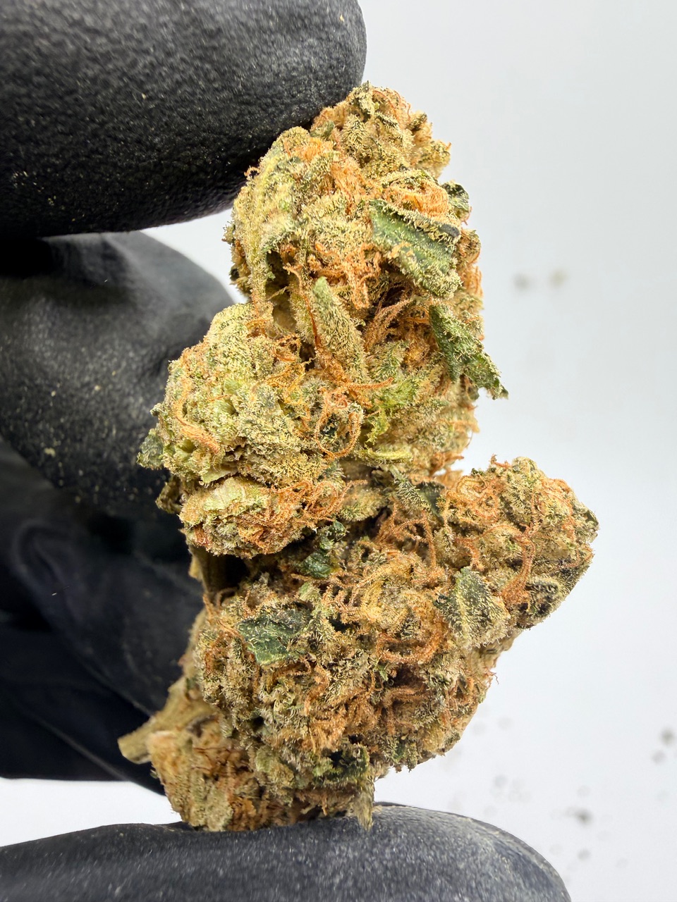 Washington Apple Digital Art - Image 9