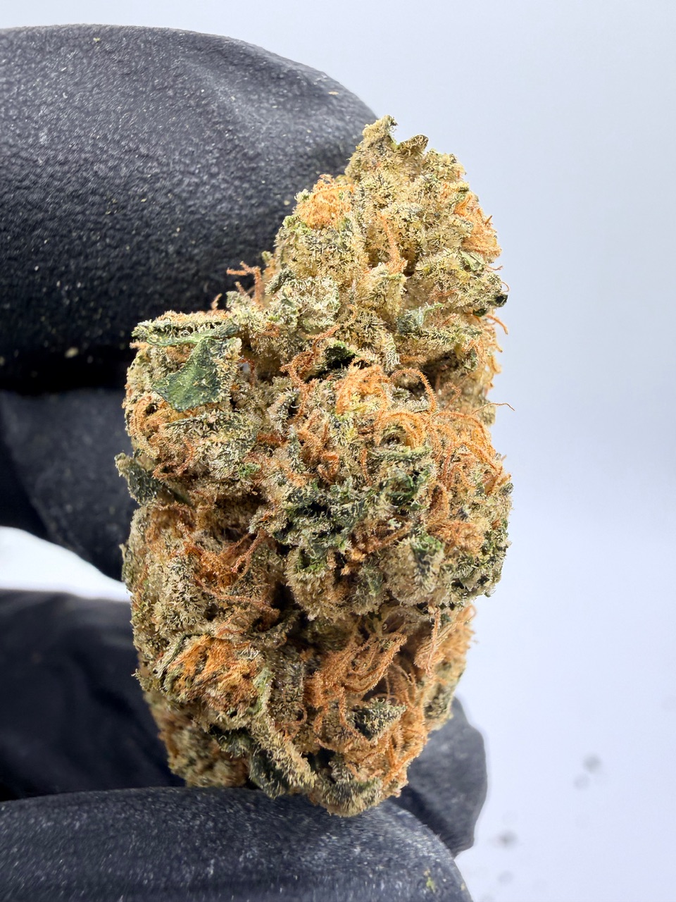 Washington Apple Digital Art - Image 7