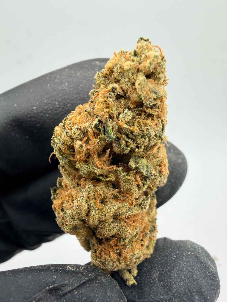 Washington Apple Digital Art - Image 5