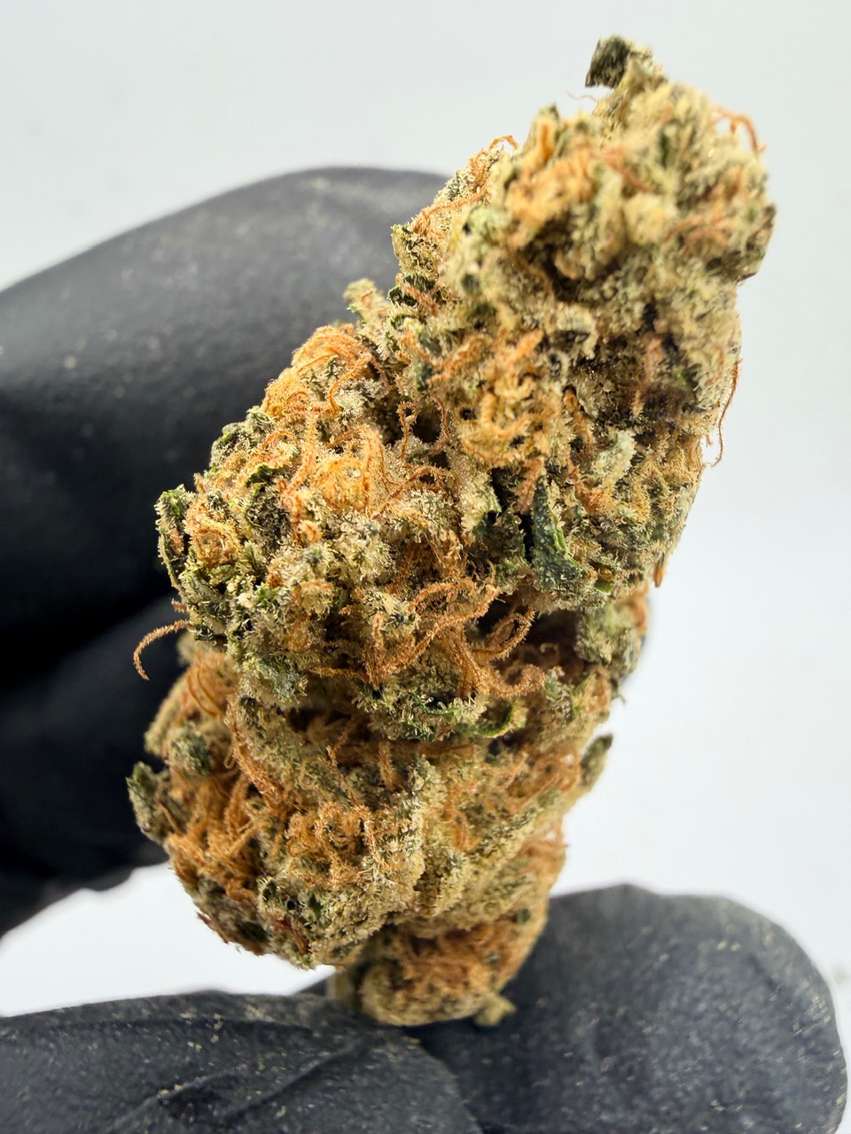 Washington Apple Digital Art - Image 4