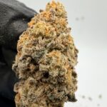 LionHeart Digital Art