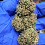 Georgia Peach Digital Art