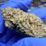 White Tygh Dream Digital Art