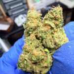 Super Mango Haze Digital Art