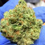 Garlic Sundae Digital Art