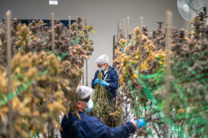 Workers trimming hemp plants in a cultivation facility.