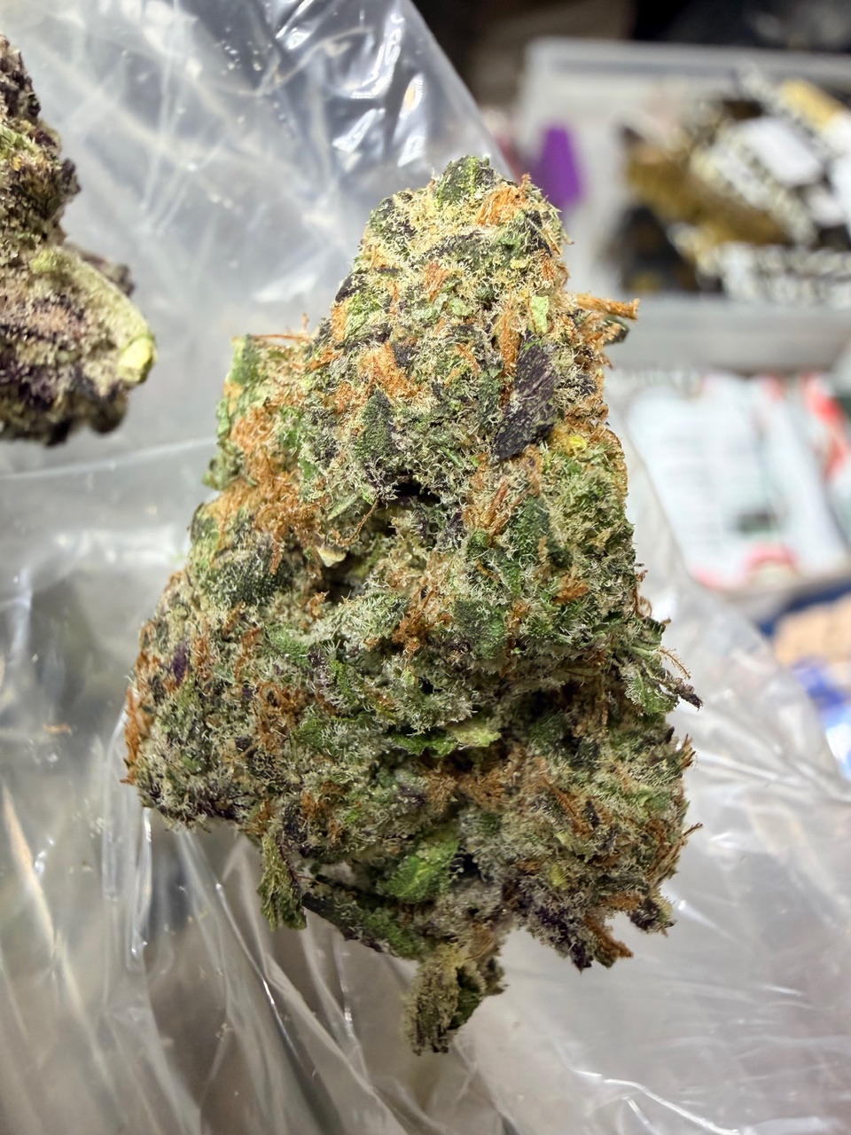 ZootieZ Digital Art - Image 5