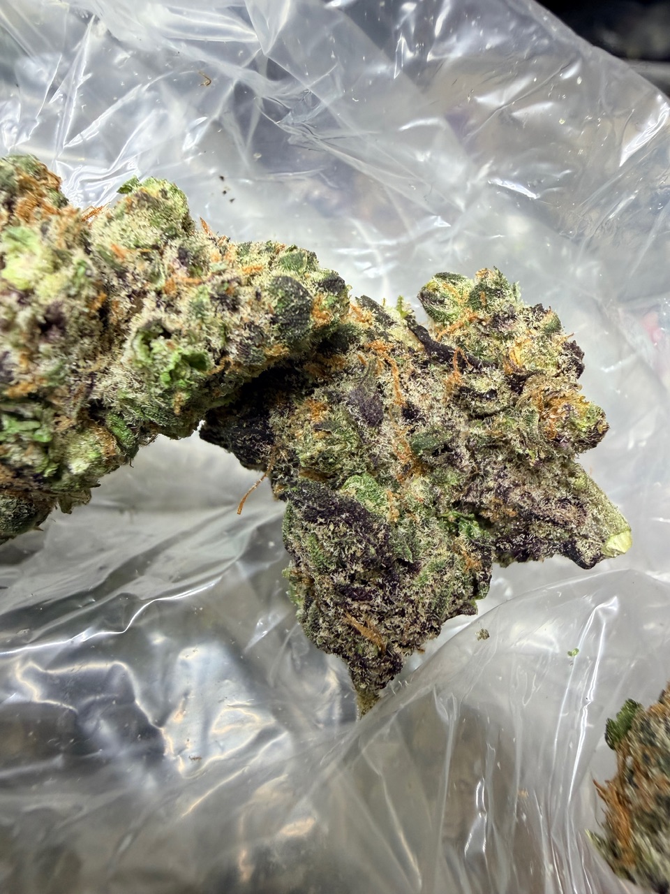 ZootieZ Digital Art - Image 6