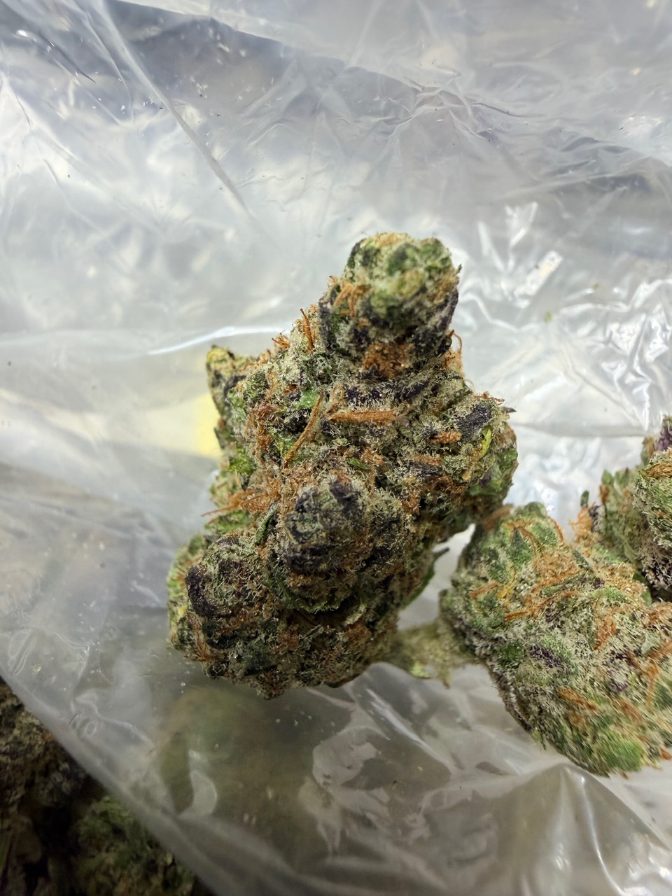 ZootieZ Digital Art - Image 4