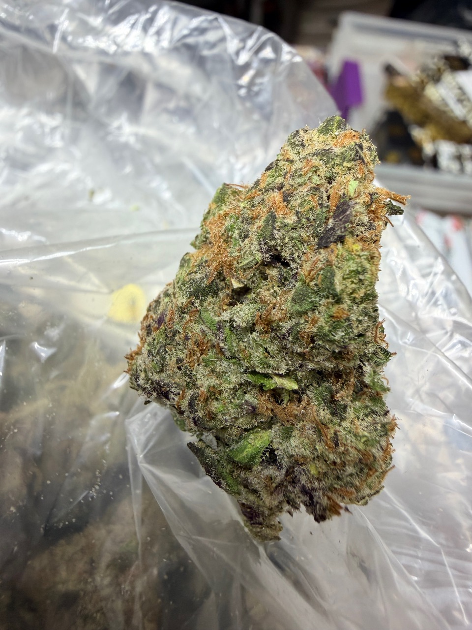 ZootieZ Digital Art - Image 2