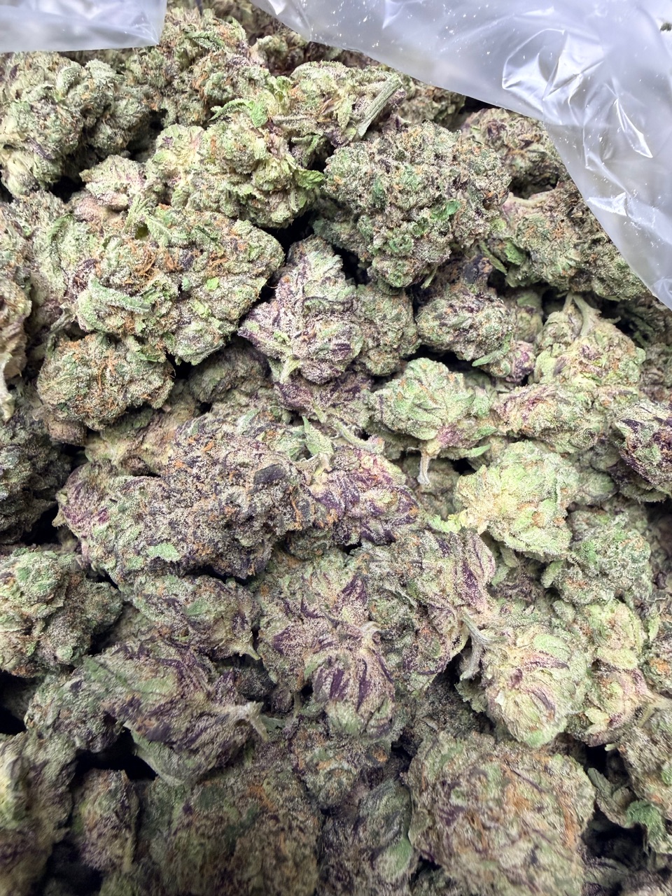 Zangria x Blue Lobster Digital Art - Image 7