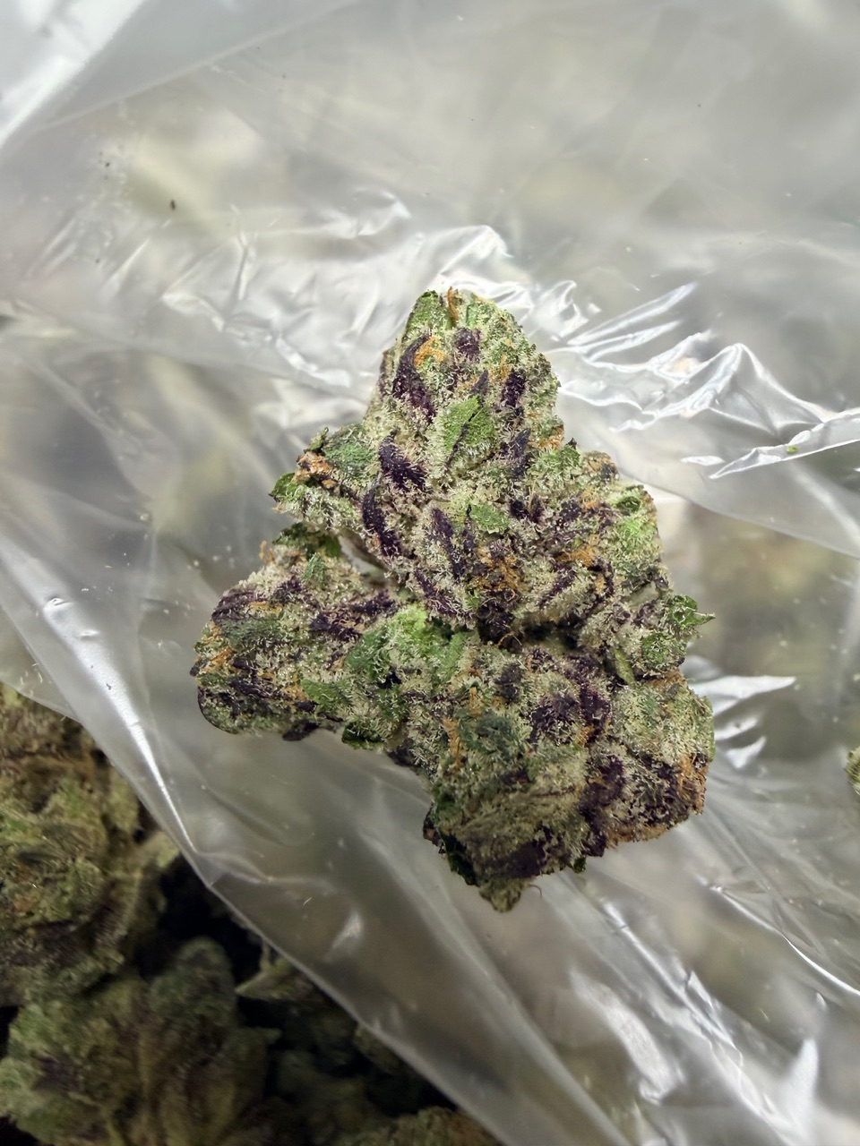 Zangria x Blue Lobster Digital Art