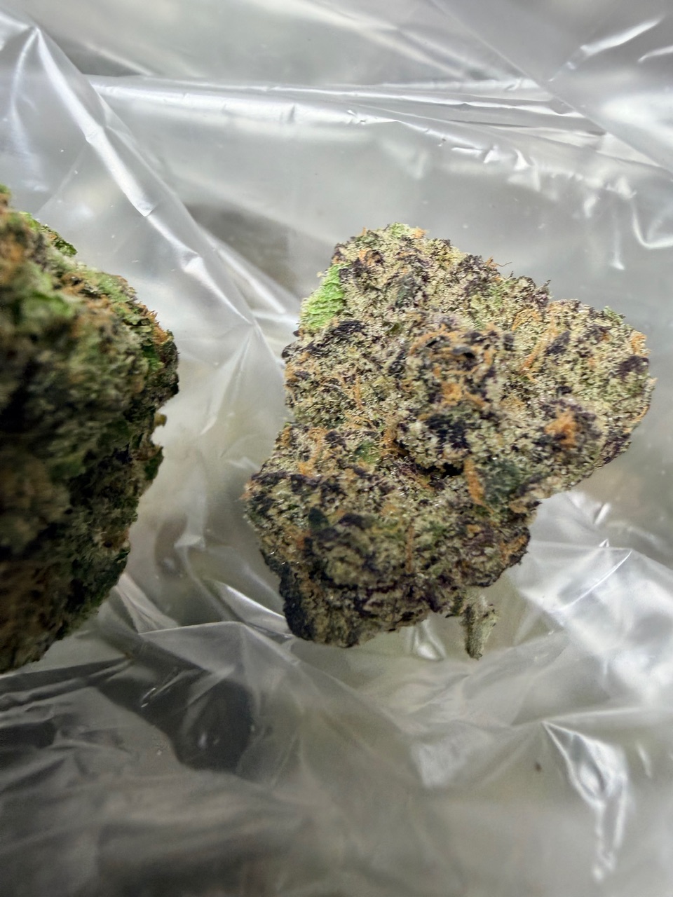 Zangria x Blue Lobster Digital Art - Image 3