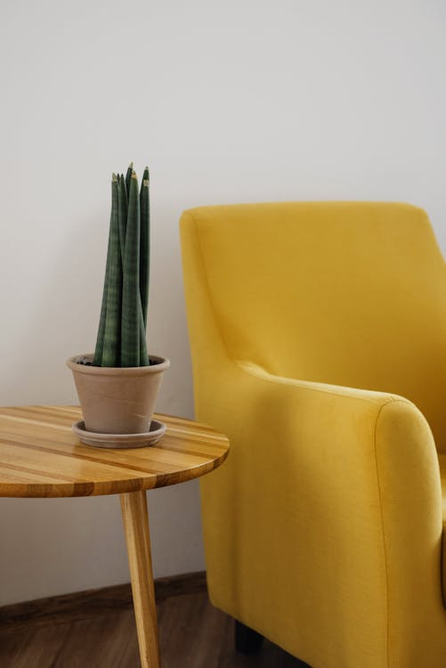 A minimalist living room with a yellow armchair and a potted snake plant on a wooden table